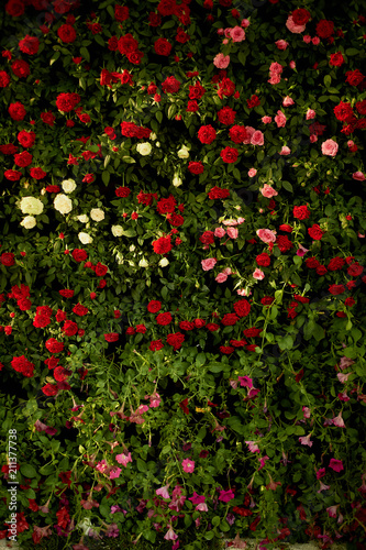 Texture  wall of small spray roses of red  pink and cream colors. Wedding floristry