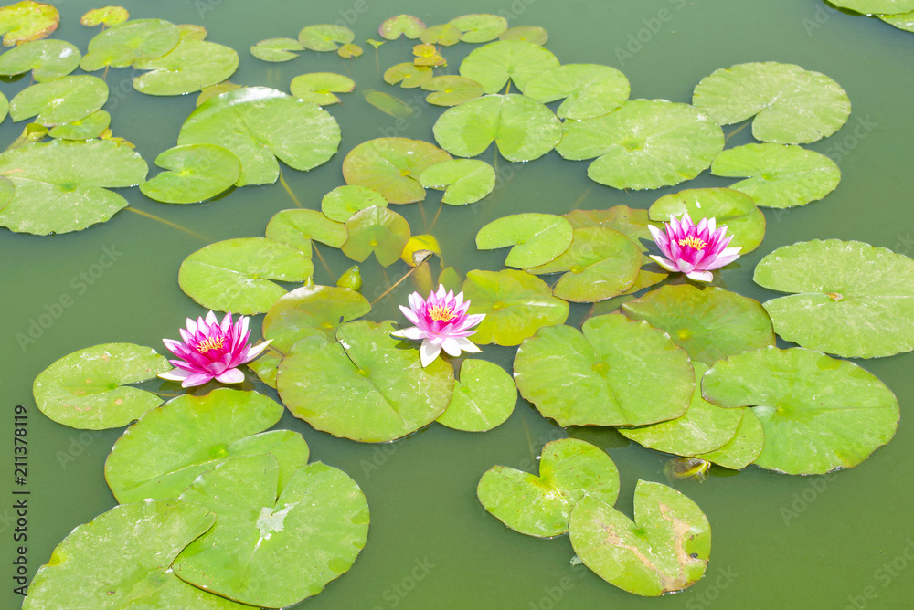 a pond with Lotus flowers