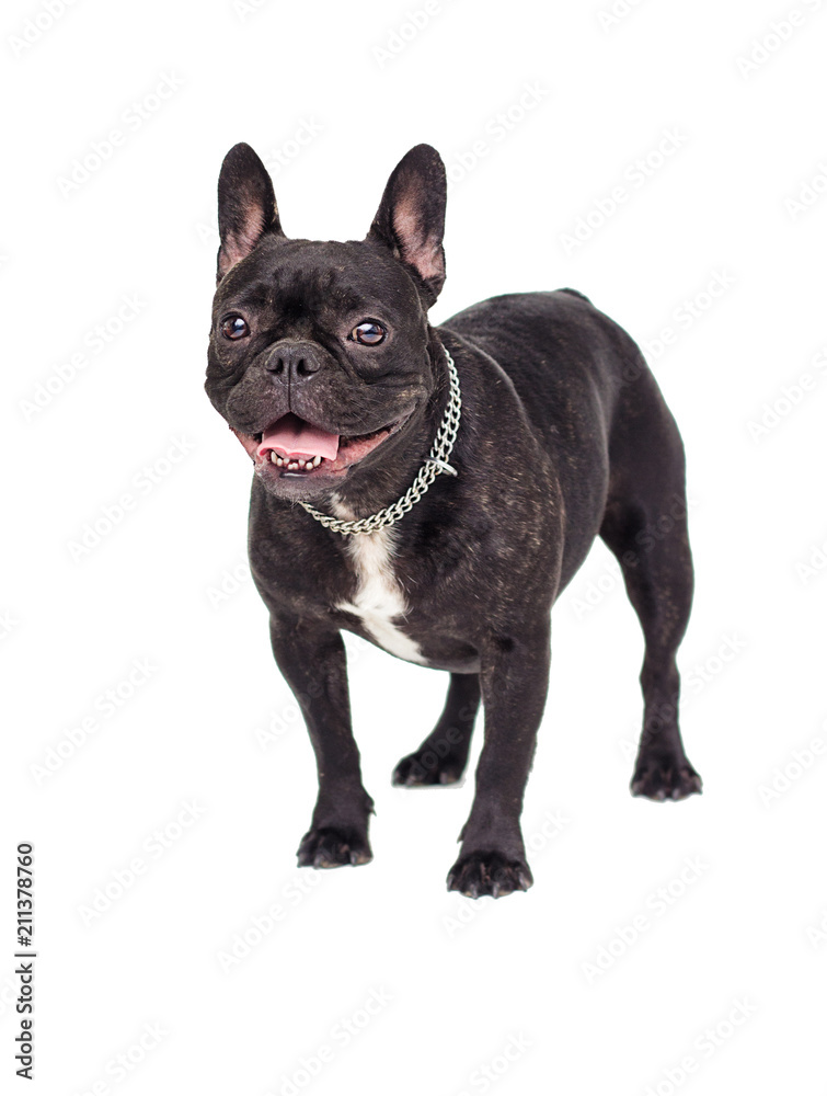 dog the French bulldog looks