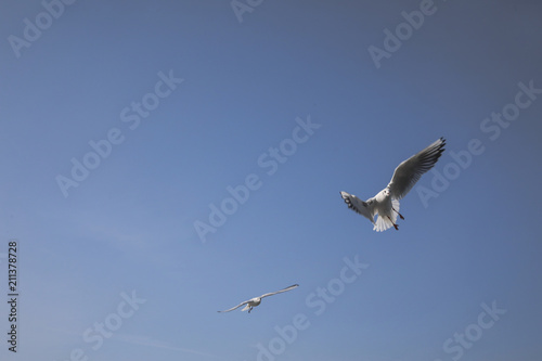 seagull flying