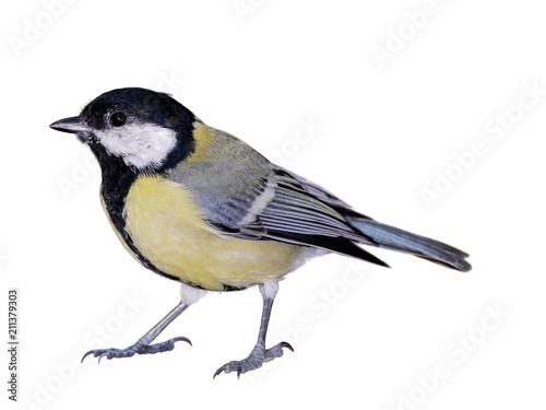 Great tit (Parus major), isolated on white background © Robin