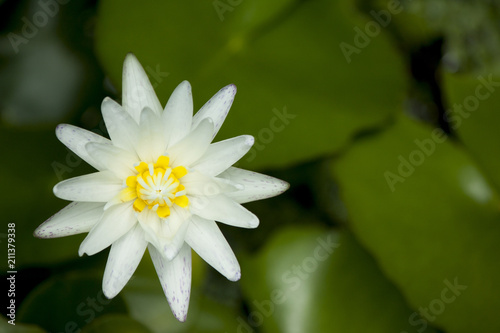 The bright white lotus above the water.