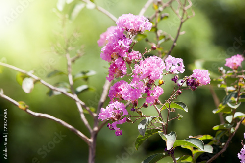 Crape myrtle flower pink color on the tree and nature green background.