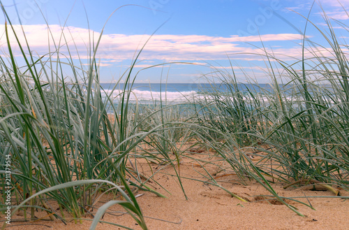 View to the ocean through dune grass.