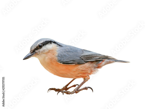 Eurasian nuthatch or wood nuthatch (Sitta europaea) isolated on White background © Robin