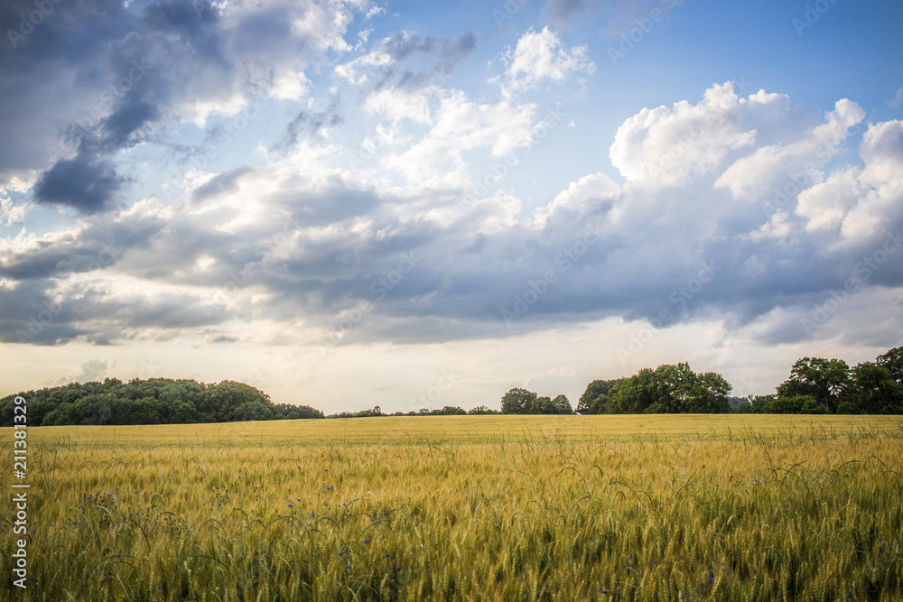 wheat field