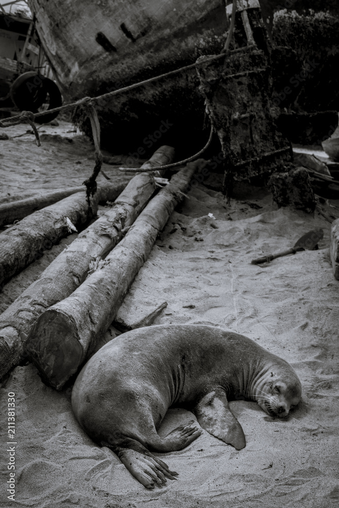 Fototapeta premium South America