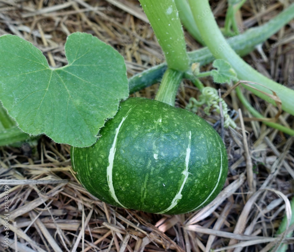 Obraz premium カボチャ