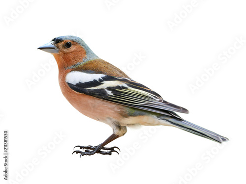 Tableau sur toile Chaffinch (Fringilla coelebs) male, isolated on White background