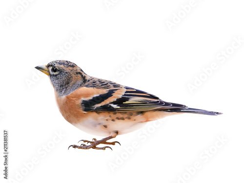 Male brambling (Fringilla montifringilla), isolated on White Background photo