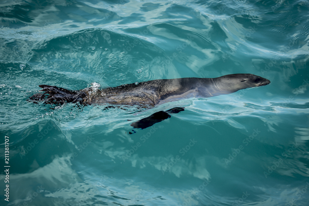 Naklejka premium Ameryka Południowa