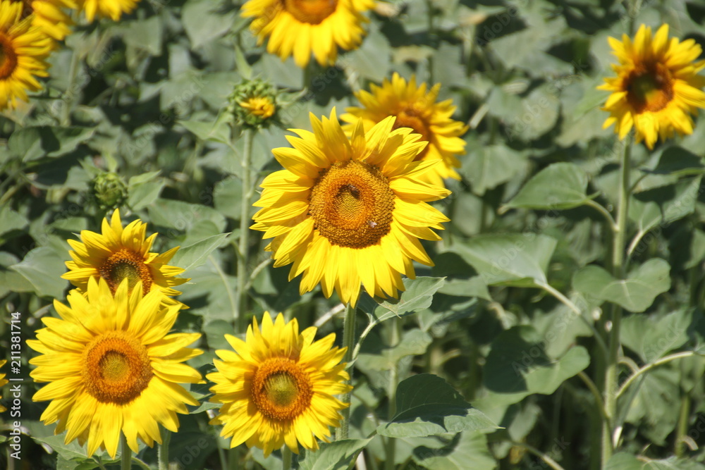 girasole girasole