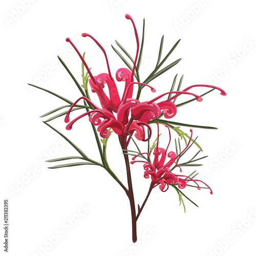 Realistic Red Grevillea