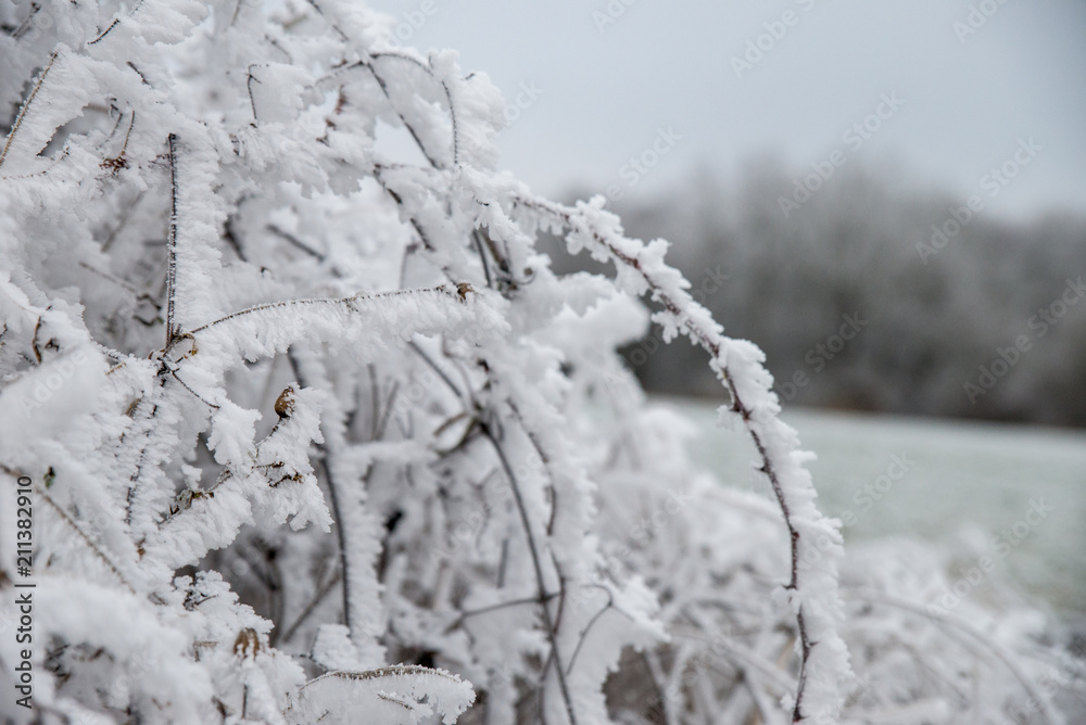 Givre sur un buisson pendant l'hiver en Moselle Givre sur un buisson pendant l'hiver en Moselle