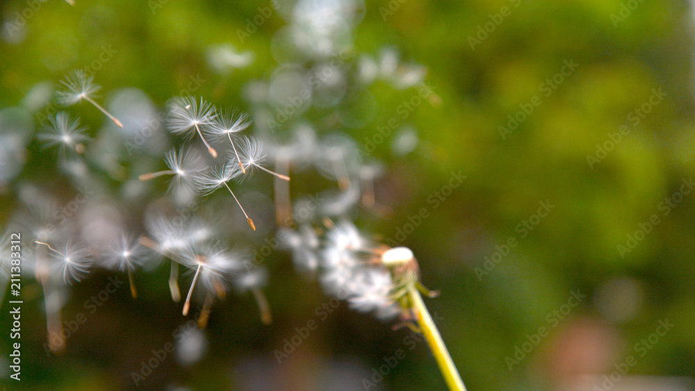 Naklejka premium CLOSE UP, DOF: Small fluffy white particles fly off of the stem of a dandelion.