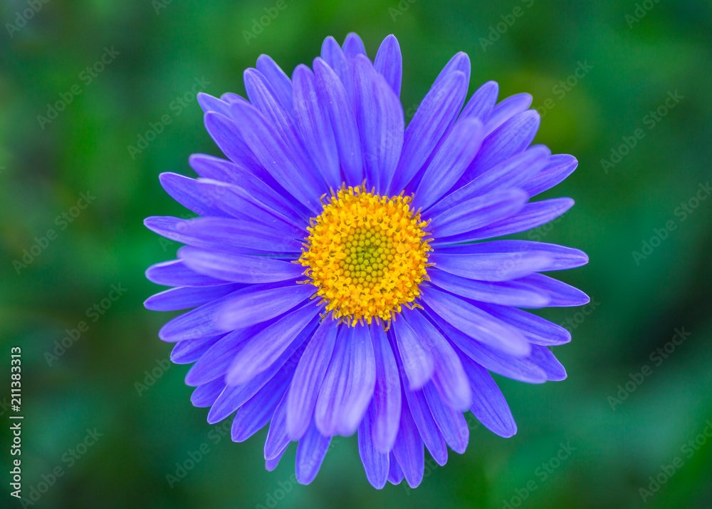 Purple Aster close-up on green natural background