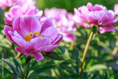 White Peony pink close up. Natural background.