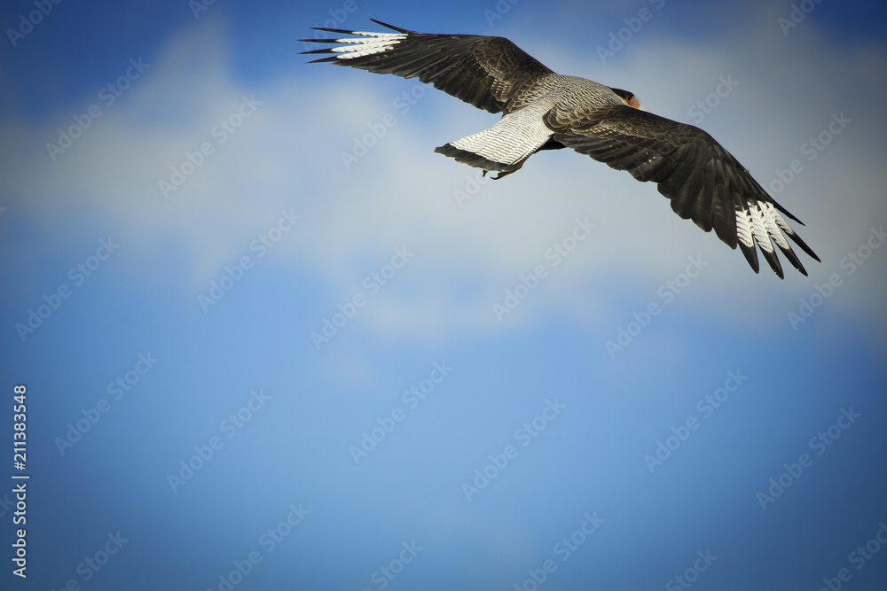 Obraz premium Corin Dimopoulos