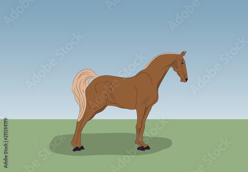 horse standing in nature
