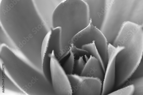black and white background. natural patterns. closeup succulent. 
