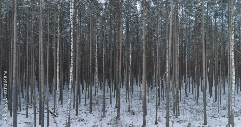 Aerial low altitude back flight in winter pine forest Aerial low altitude back flight in winter pine forest