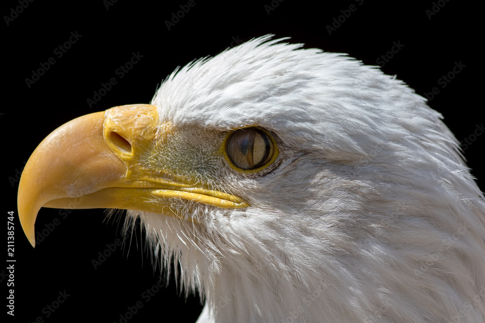 Nictitating membrane of bald eagle. Close-up of bird eye with third eyelid closing. Nictitating membrane of bald eagle. Close-up of bird eye with third eyelid closing.