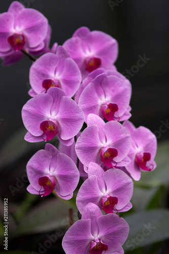 Pink Orchids in a vertical arrangement