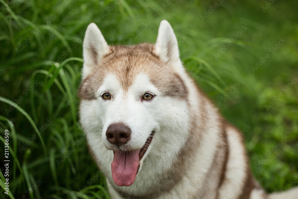 Portrait of smiley beige dog breed siberian husky with tonque hanging out sitting in the green forest