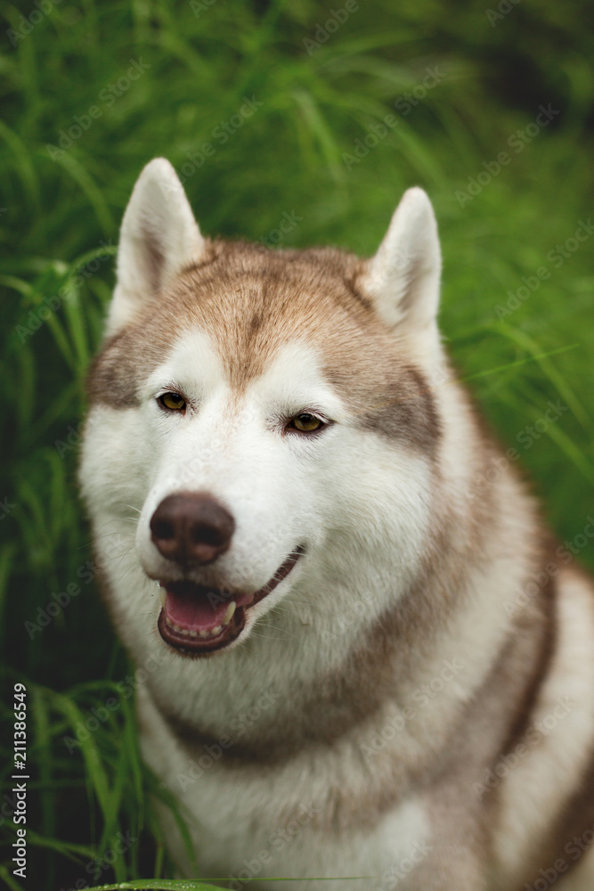 Close-up image of cute beige dog breed siberian husky with tonque hanging out sitting in the high green grass