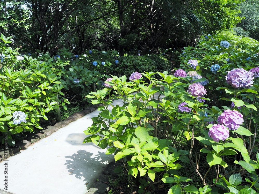 the hydrangea garden