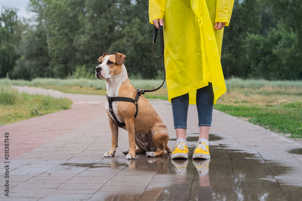 Walking the dog in yellow raincoat on rainy day. Female person and