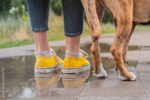 Walking the dog in the rain. Close up image of female legs in yellow shoes and puppy standing in puddle on rainy day