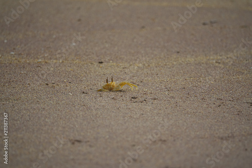 Crab emerged from a sandy hole on the beach. The coast of Sri Lanka