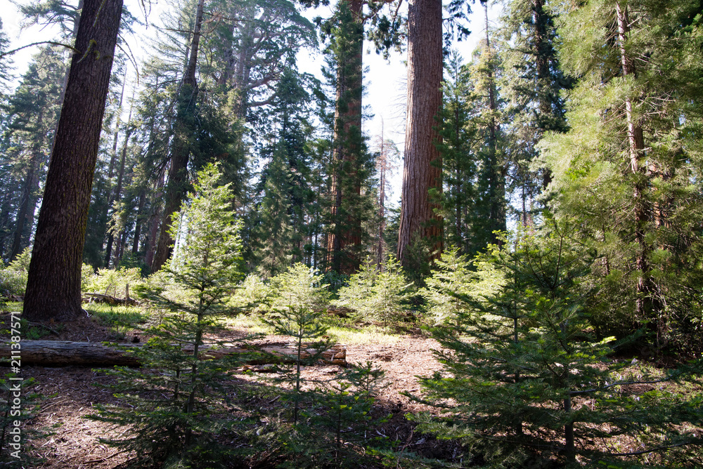 Obraz premium sequoia national park