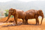 Two asian elephants standing rear to rear in mudhole