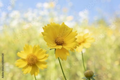 shining flower of yellow color
