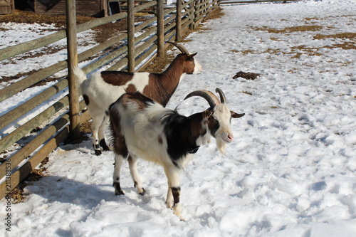 Fototapeta Naklejka Na Ścianę i Meble -  Snowy Goats