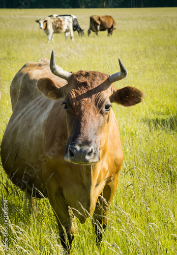 Fototapeta Naklejka Na Ścianę i Meble -  Colorful cows eating grass on the meadow in summer