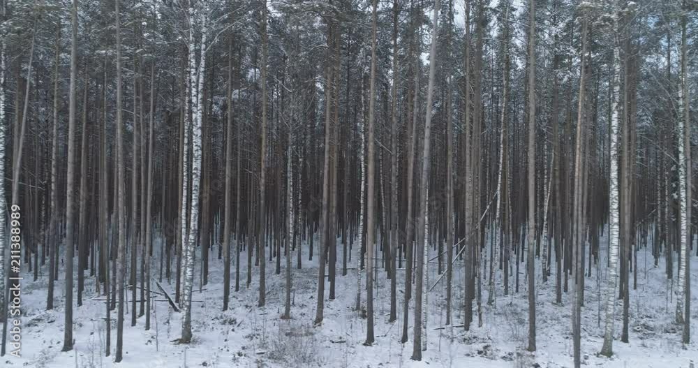 Aerial low altitude side flight in winter pine forest Aerial low altitude side flight in winter pine forest