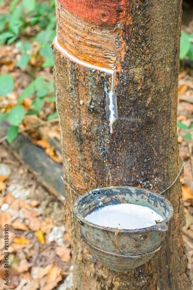 Fototapeta premium Kauczukowiec