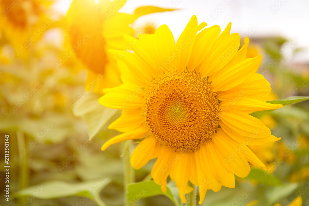 Abstract background of sunflower among sunlight