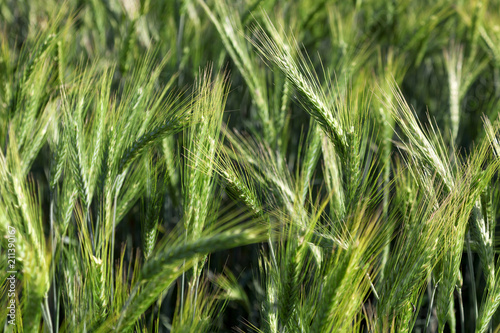 Blooming grain background