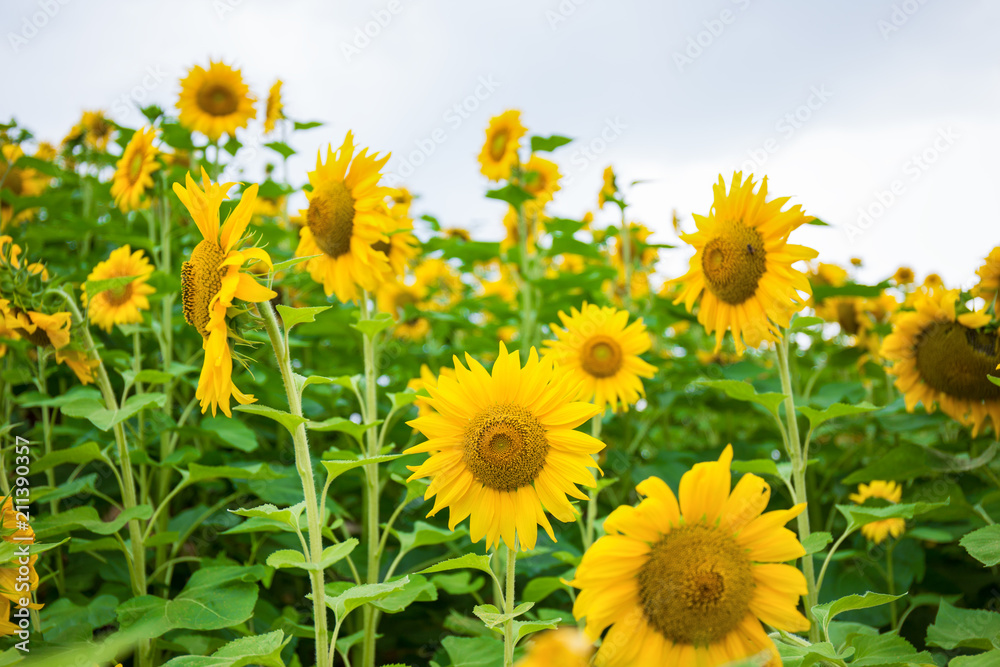 Obraz premium Abstract background of sunflower among sunlight