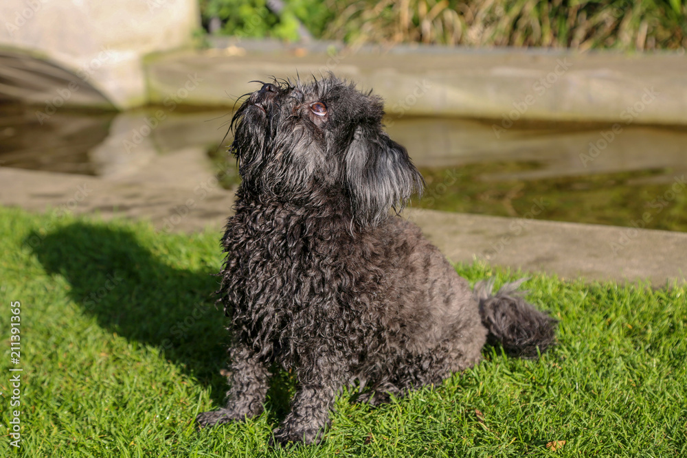 Mein kleiner schwarzer Hund Mein kleiner schwarzer Hund