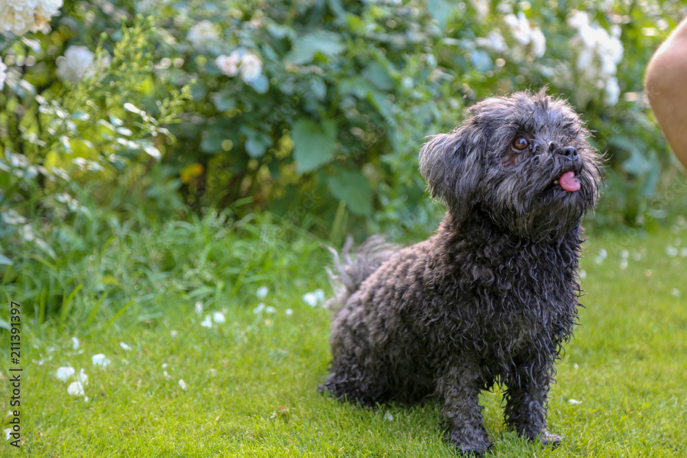 Fototapeta premium Mein kleiner schwarzer Hund