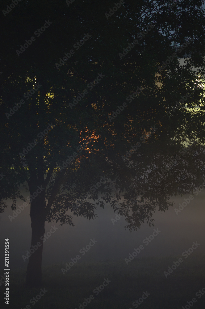 Lonely Single Tree Branches Closeup, Foggy Twilight Mist, Misty Silhouette In Low Fog Dusk, Vertical Bright Lit Outdoor Night Scene, Loneliness Concept, Solitude Metaphor Backlit Deserted Midnight Lonely Single Tree Branches Closeup, Foggy Twilight Mist, Misty Silhouette In Low Fog Dusk, Vertical Bright Lit Outdoor Night Scene, Loneliness Concept, Solitude Metaphor Backlit Deserted Midnight