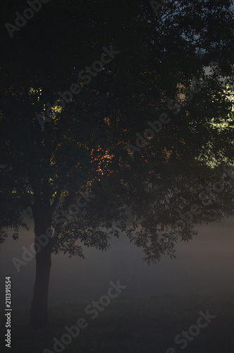 Lonely Single Tree Branches Closeup, Foggy Twilight Mist, Misty Silhouette In Low Fog Dusk, Vertical Bright Lit Outdoor Night Scene, Loneliness Concept, Solitude Metaphor Backlit Deserted Midnight © Brilt