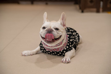 Leinwandbilder Französische Bulldogge Französische Bulldogge im Freien  © Ayuka