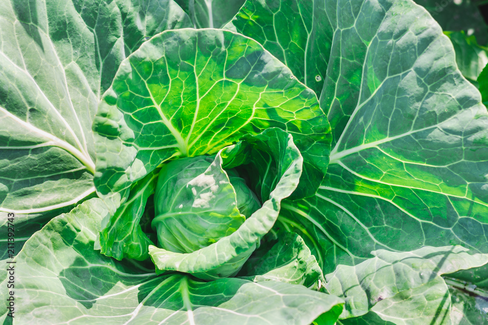 Obraz premium young green cabbage in the garden close-up
