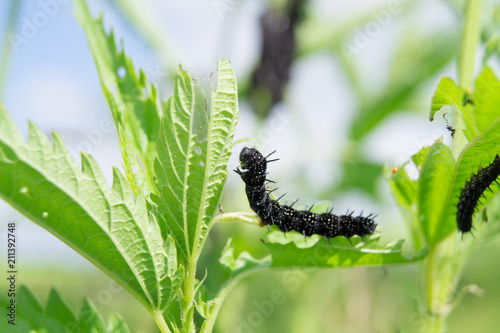 black caterpillars of Aglais urticae butterfly eating the leaves of a nettle